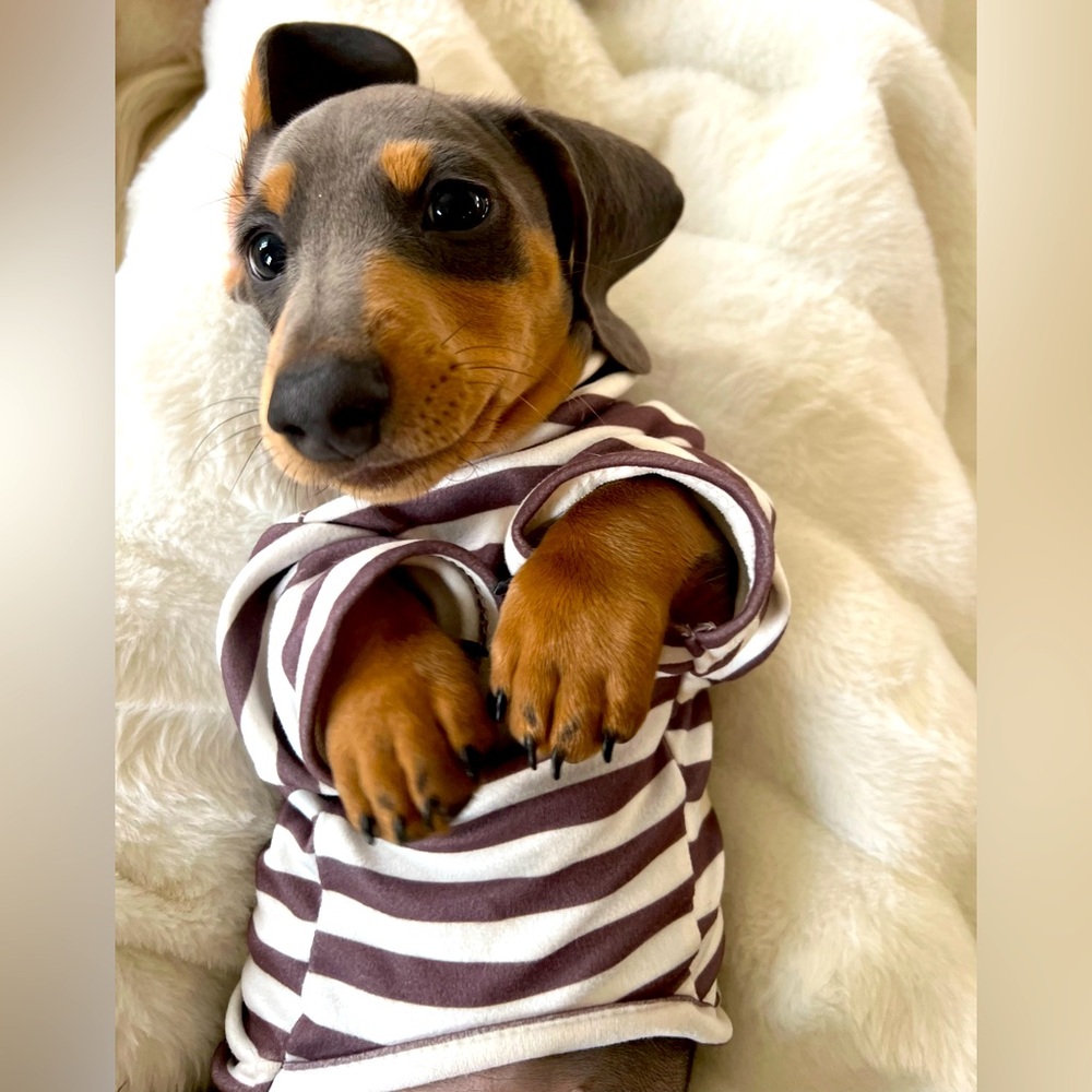 Cutie SM turtleneck 🐶🤎🩵